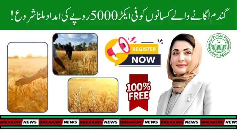 Punjab Govt Wheat Support Program 2025 Dual Registration Guide for the Farmers of Punjab